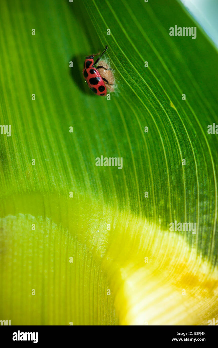 Una mariquita (Coleomegilla maculata) en la parte superior de un capullo de parasitoides (Dinocampus coccinellae) tal como se ve en una hoja en un maizal. Foto de stock