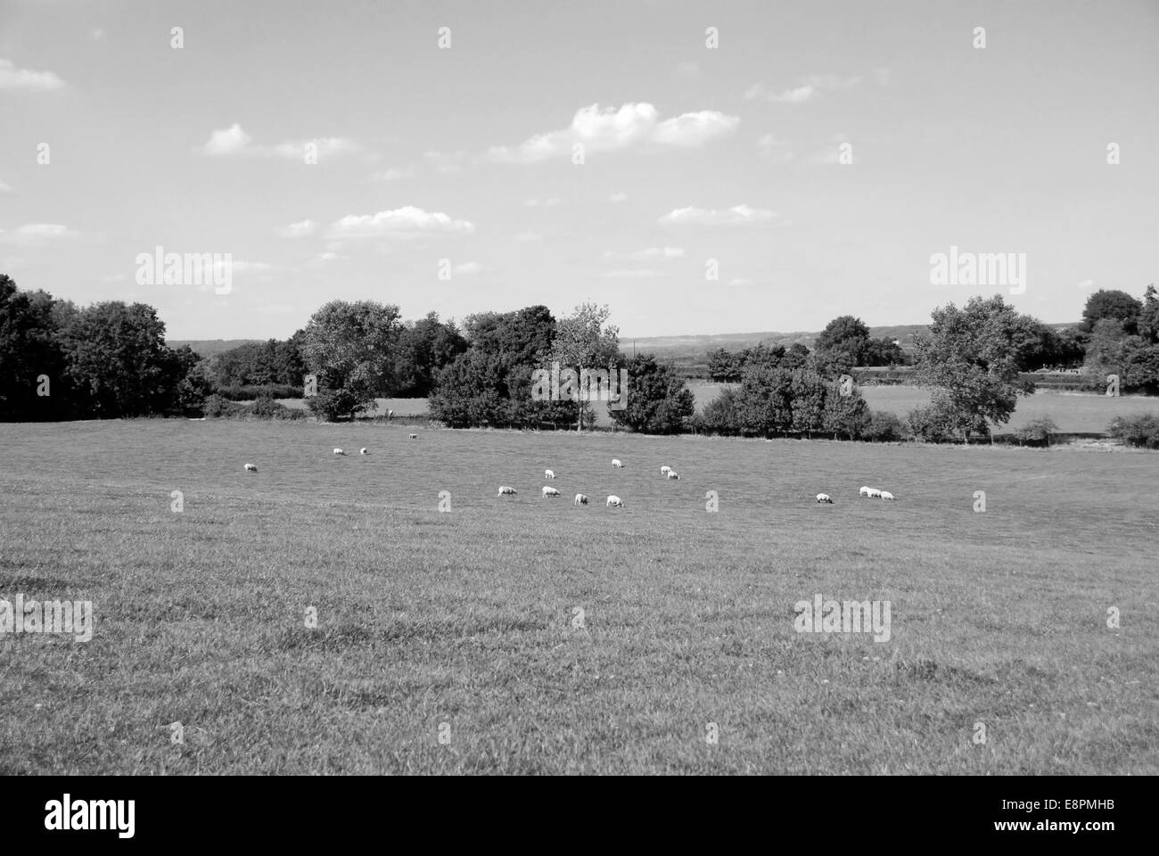 Rebaño de ovejas pastando en la campiña inglesa - procesamiento monocromo Foto de stock