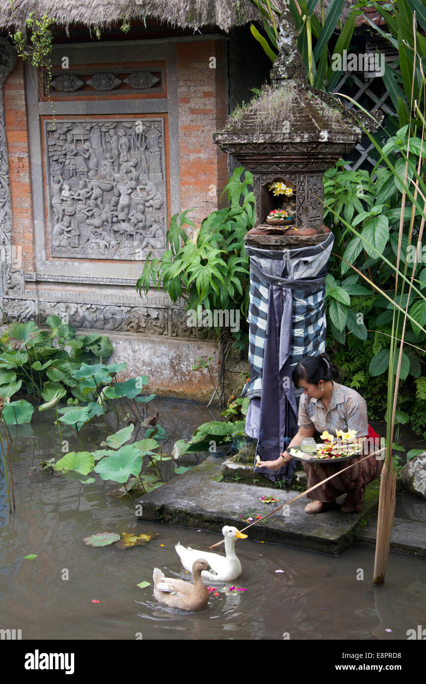 Chica alimentando patos Ubud, Bali, Indonesia Foto de stock