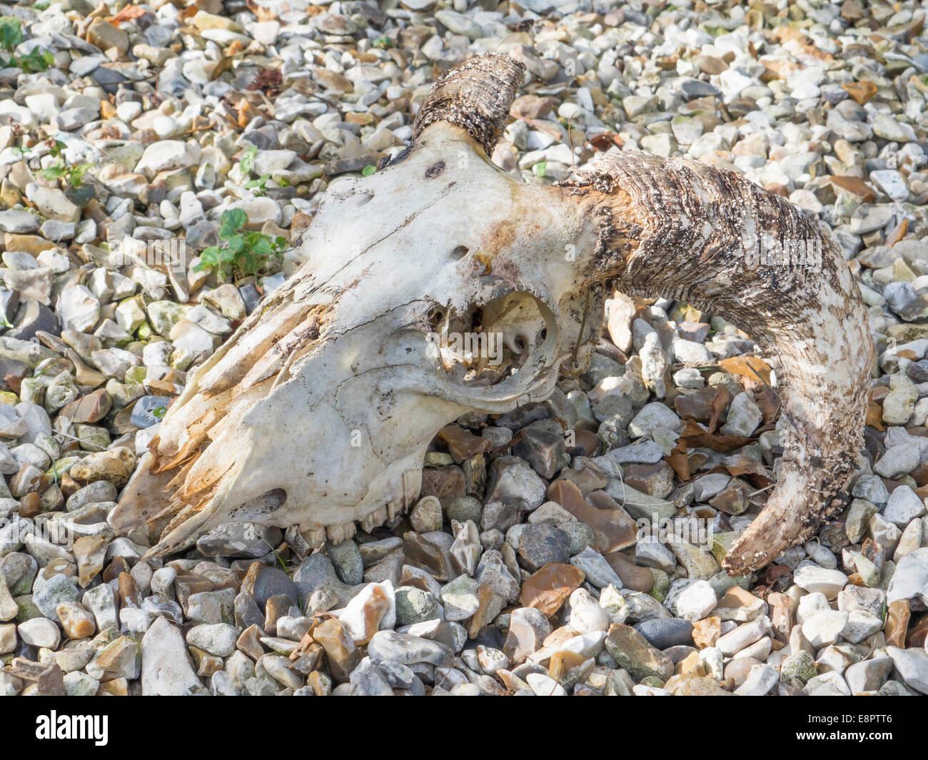 Dientes cariados cráneo de ovejas domésticas (Ovis aries) con cuernos curvos tumbado sobre grava Foto de stock