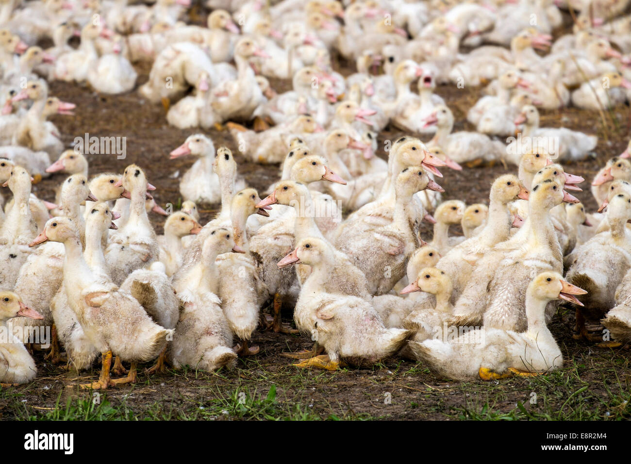 Siendo patos criados para la producción de foie gras y confit. Departamento de Gers, Pirineos Centrales Francia Foto de stock