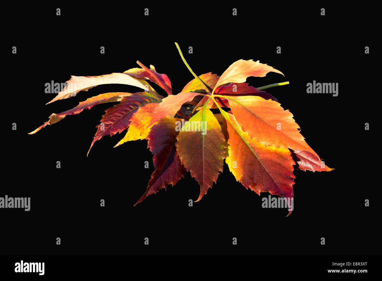Hojas de otoño aislados con fondo negro Foto de stock