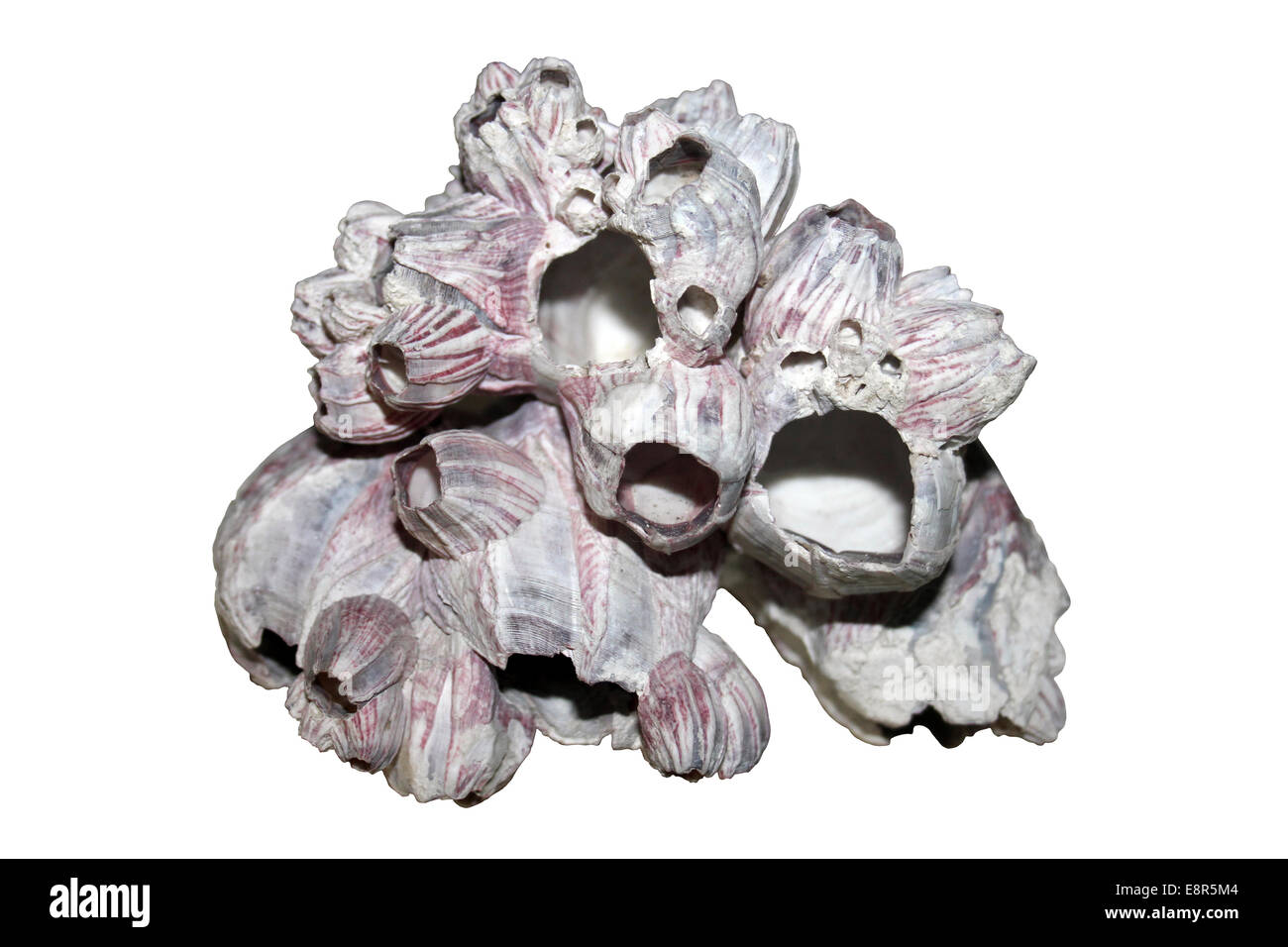 Pacific Acorn Barnacle Cluster Conchylepes conchylepes Foto de stock