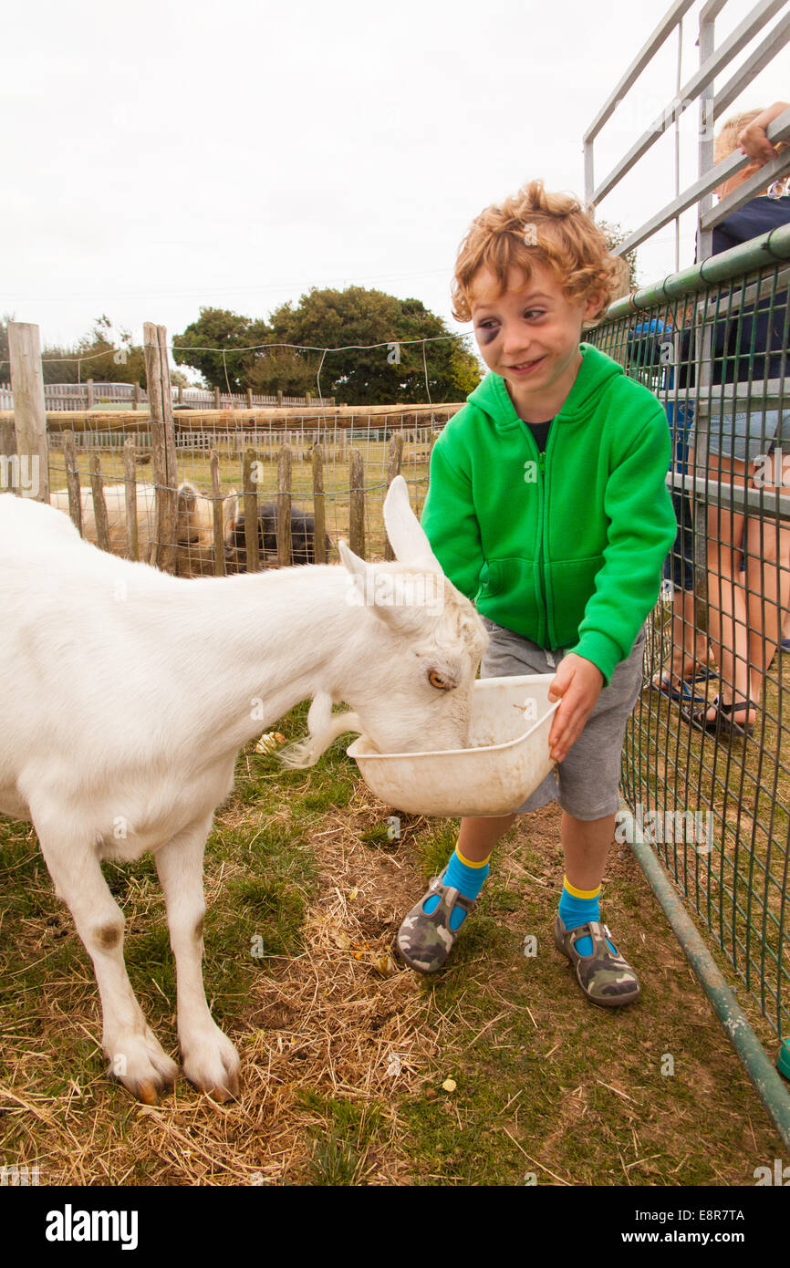 Alimentar a las cabras en la granja Nunnington, Camping, West Wittering, West Sussex, Inglaterra, Reino Unido. Foto de stock
