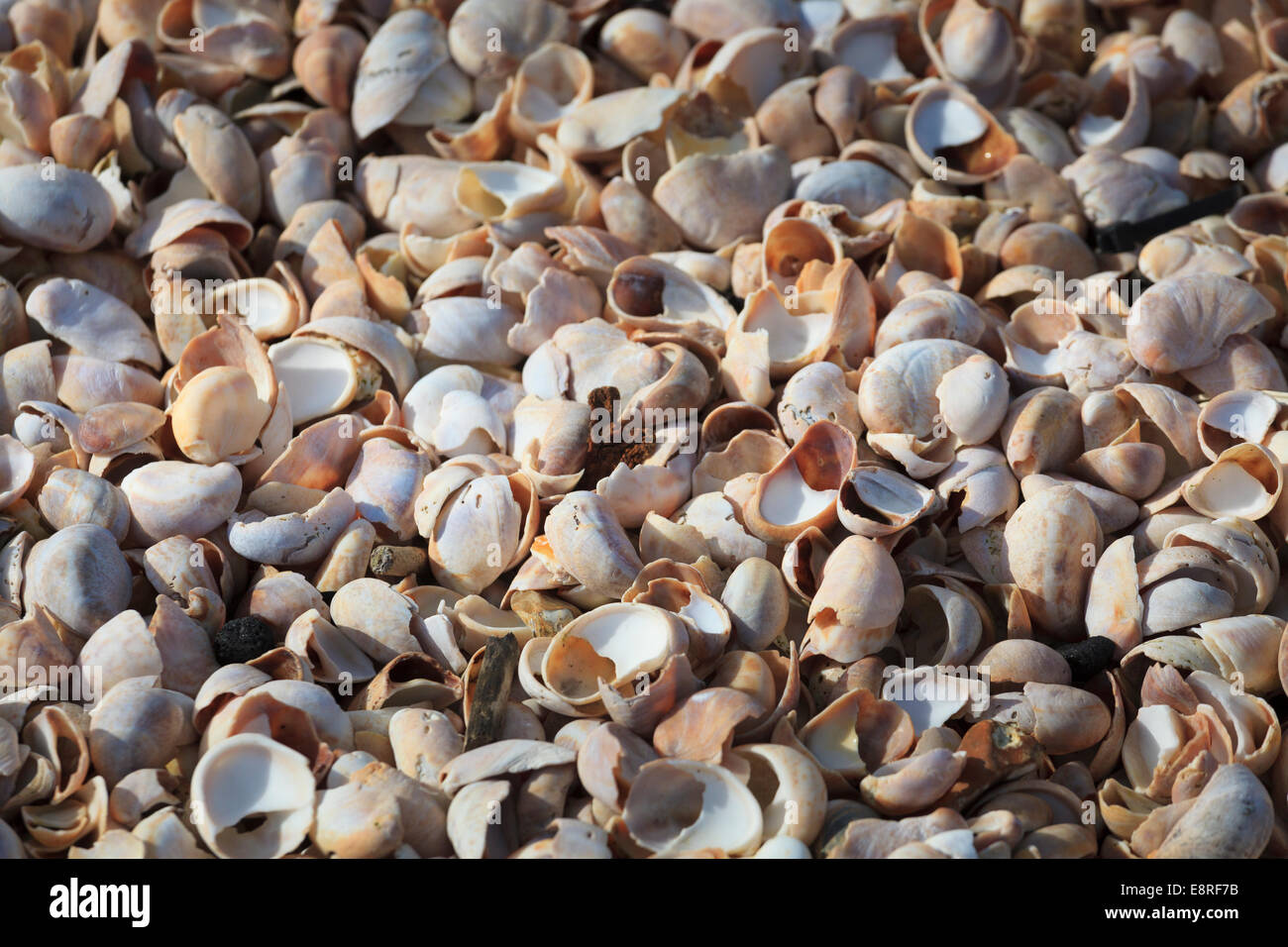 Masas rotos de conchas de mar en una playa. Foto de stock