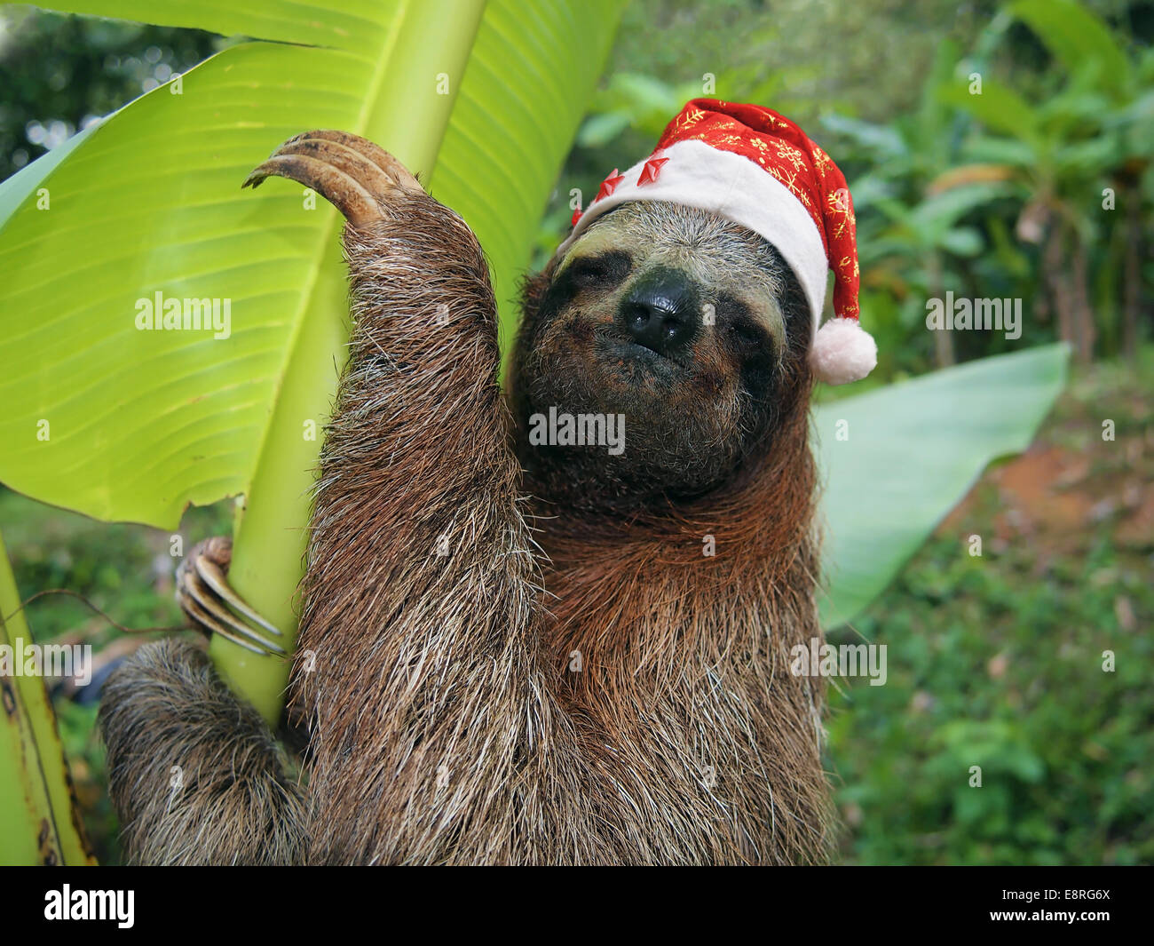 Animales de Navidad, retrato de una pereza llevando un gorro de Papá Noel, Costa Rica Foto de stock