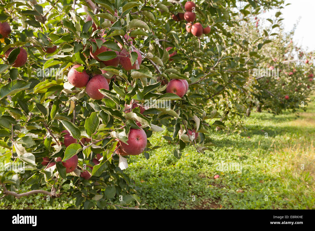 Apple orchard - Pennsylvania, EE.UU. Foto de stock