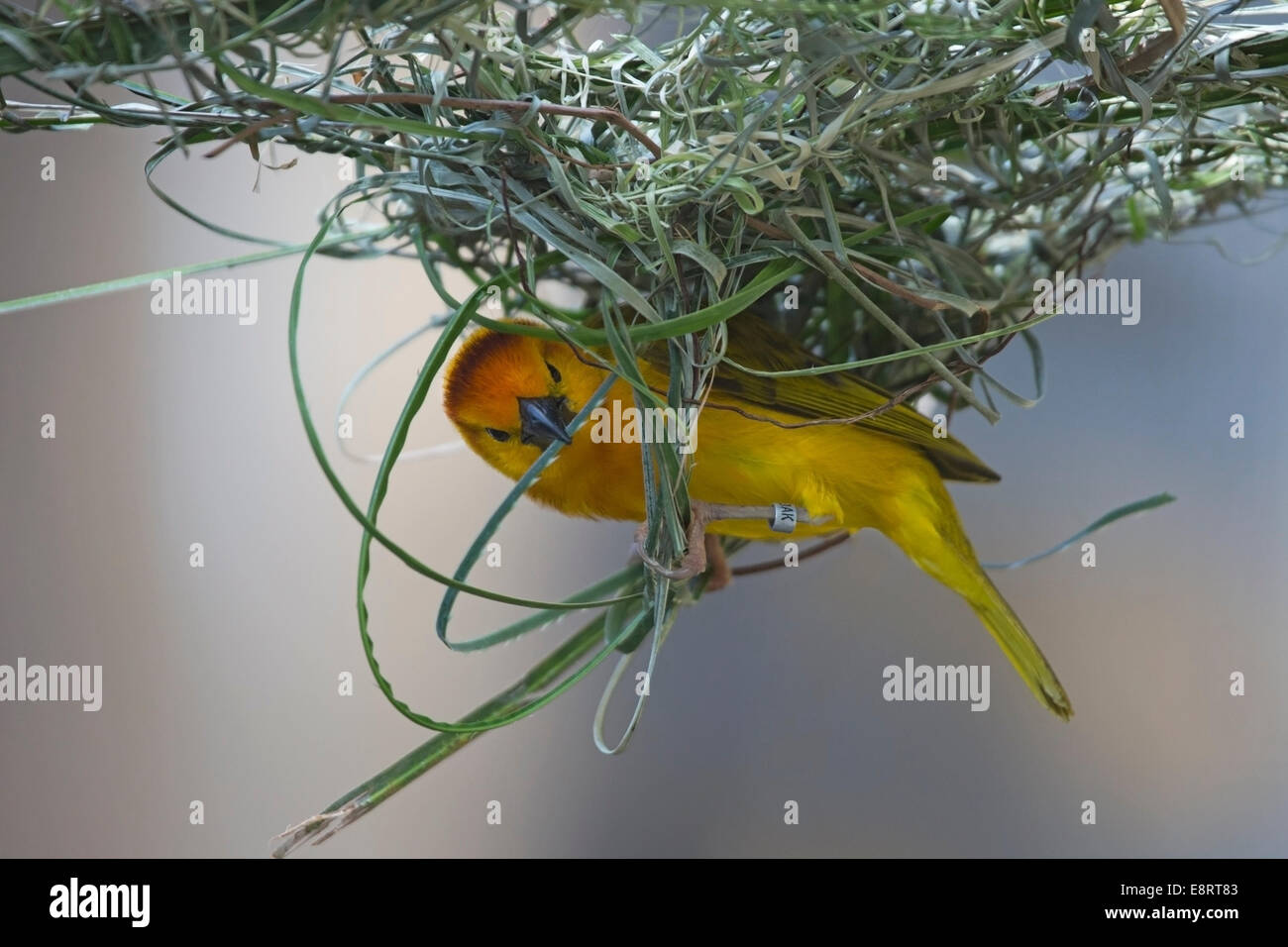 Taveta Golden Weaver (Ploceus castaneiceps) tejiendo nido en aviario Foto de stock