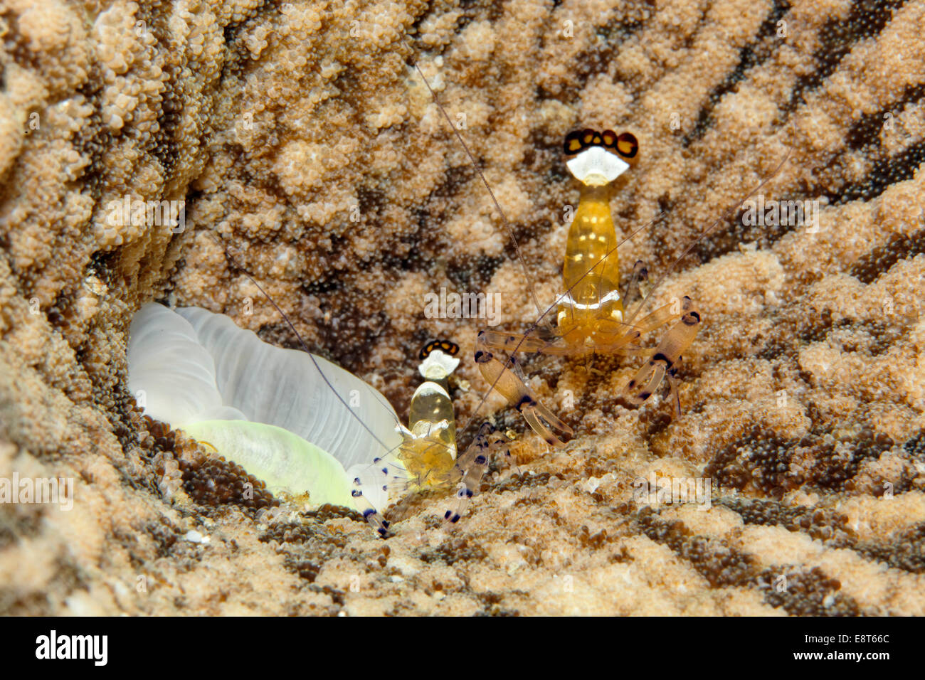 Two Pacific Payaso anémona (Periclimenes brevicarpalis gambas) en anémonas, Sitio del Patrimonio Mundial de la UNESCO, la Gran Barrera de Coral Foto de stock