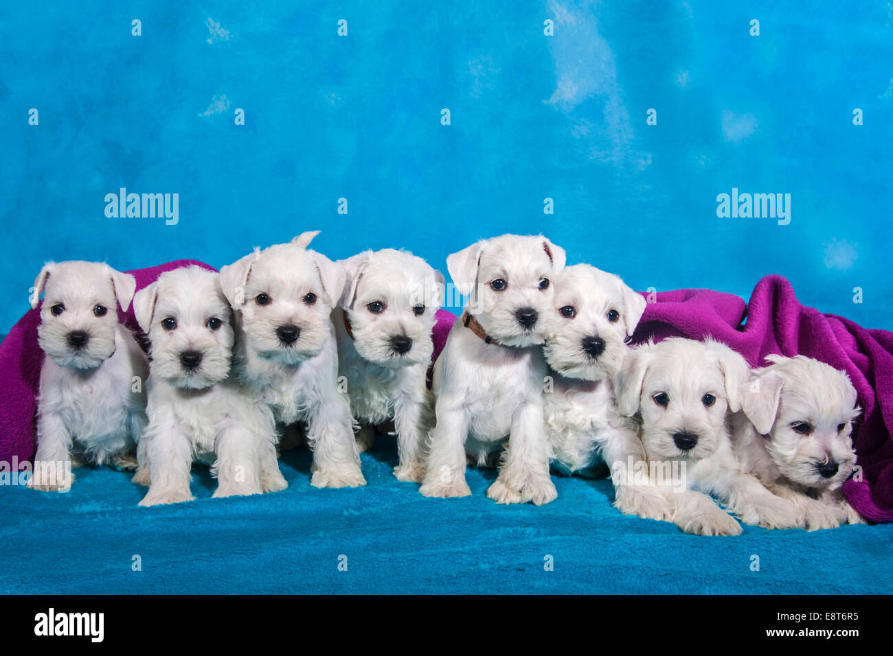Derecho Lago taupo silencio Una camada de ocho cachorros Schnauzer miniatura blanco Fotografía de stock  - Alamy
