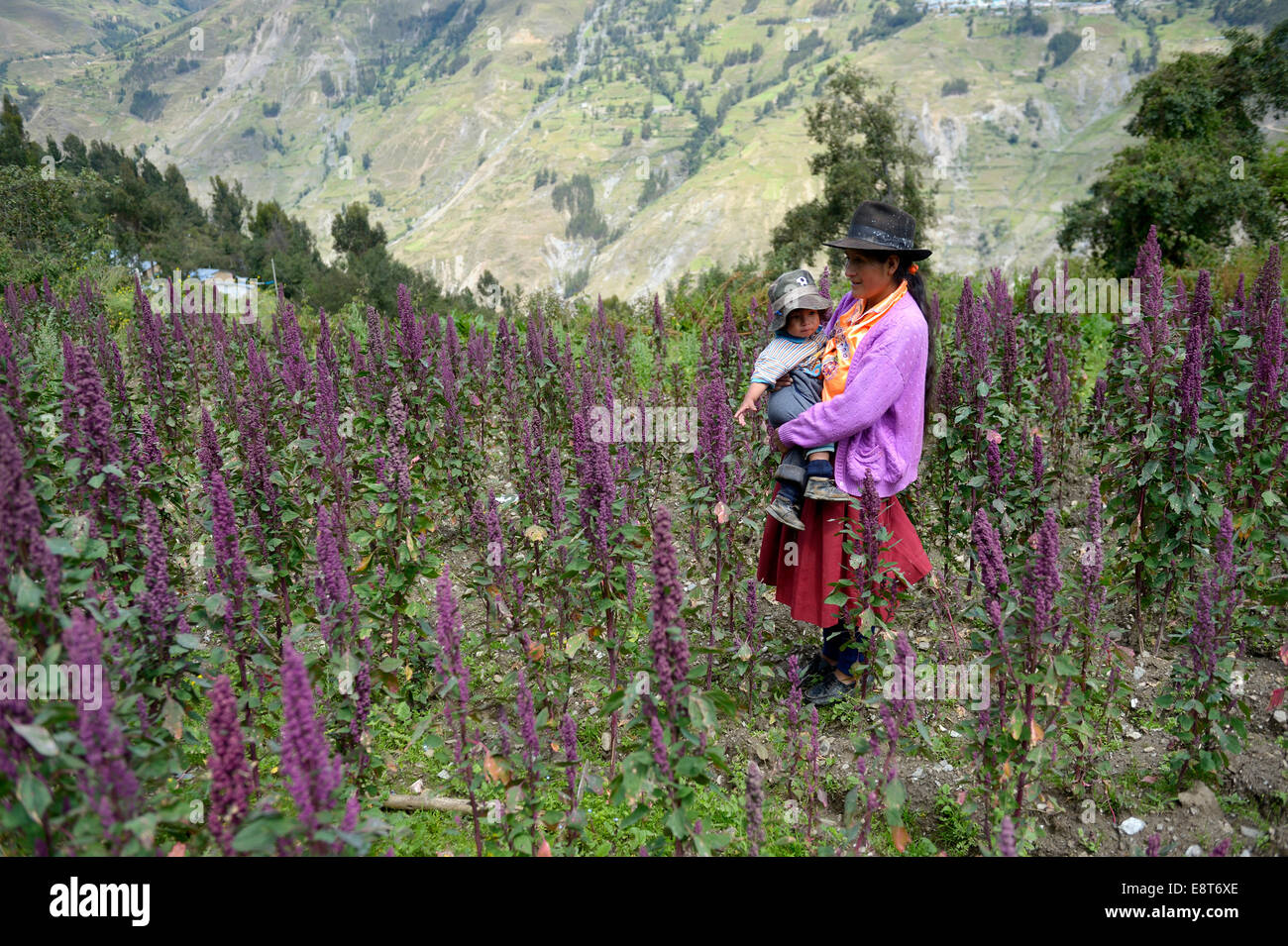 Madre en el tradicional vestido de niño en un campo de quinua (Chenopodium quinoa), Chuquis, provincia de Huanuco, Perú Foto de stock