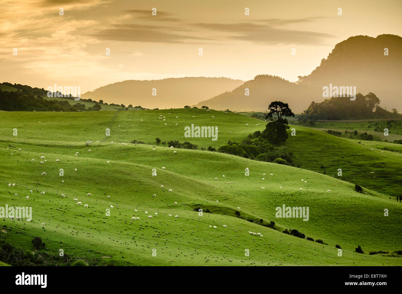 Colinas, pastos de ovejas, Catlins, Isla del Sur, Nueva Zelanda Foto de stock
