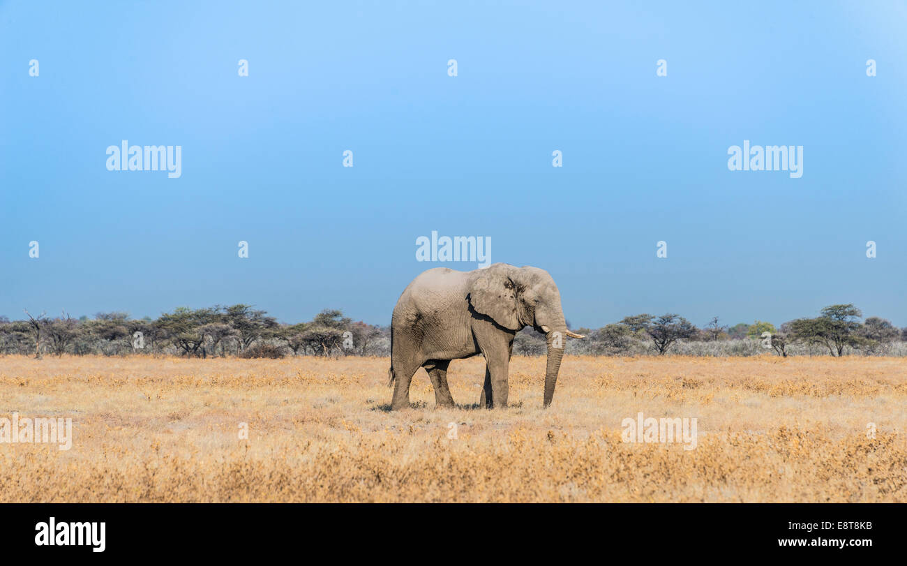 Elefante africano (Loxodonta africana), el elefante, el toro, el Parque Nacional de Etosha, Namibia Foto de stock