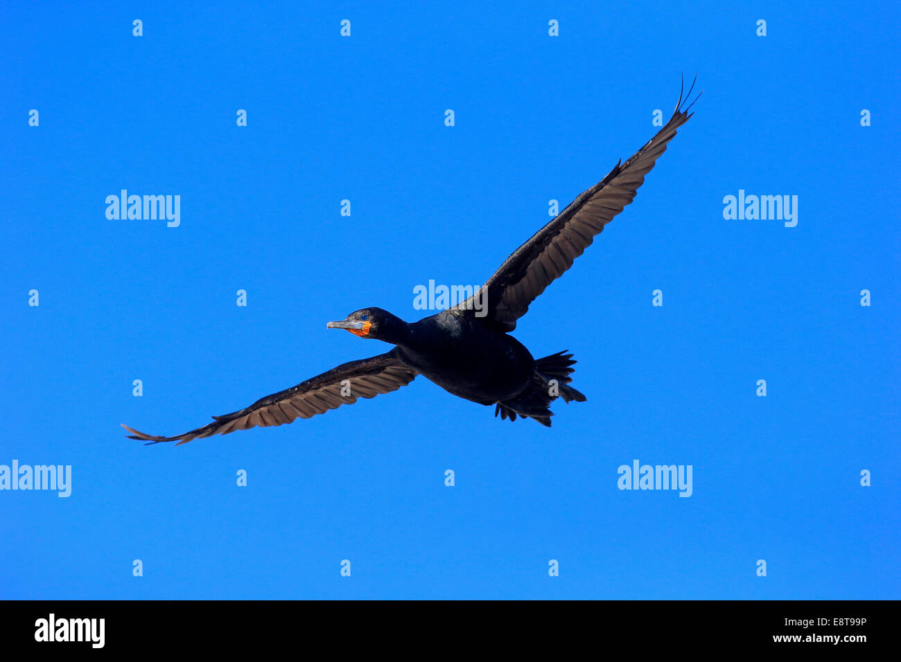 Cape cormoranes (Phalacrocorax capensis), en vuelo, Betty's Bay, Western Cape, Sudáfrica Foto de stock