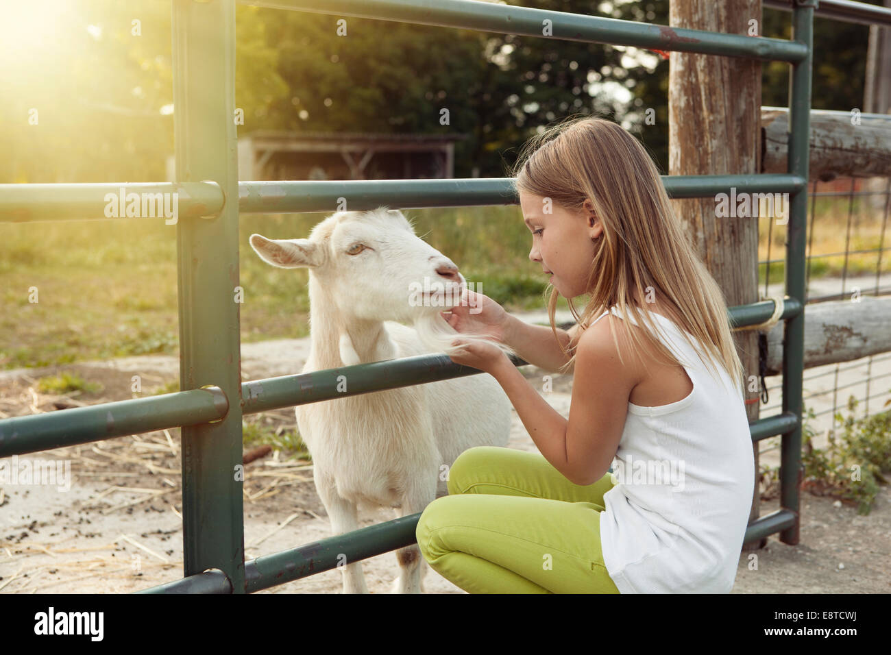 Chica caucásica acariciar cabras en la granja Foto de stock