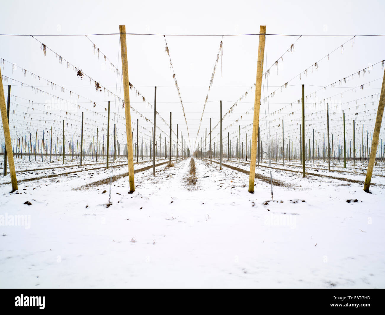 Campo de lúpulo en invierno Foresaken para una temporada Foto de stock