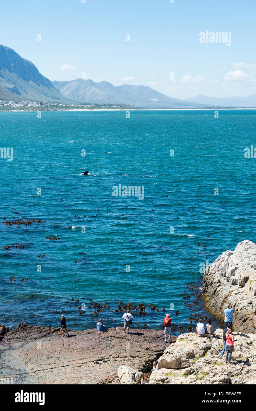 Pueblo peregrino, observación de ballenas en la bahía de Hermanus, Western Cape, Sudáfrica Foto de stock