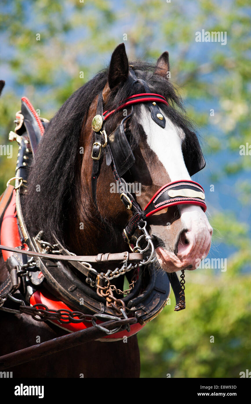 Shire Horse con un collar de caballo, Söll, norte del Tirol, Austria Foto de stock