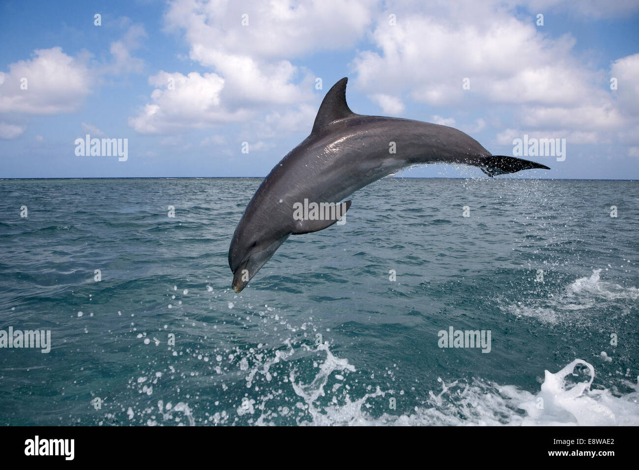 Los delfines nariz de botella (Tursiops truncatus Foto de stock