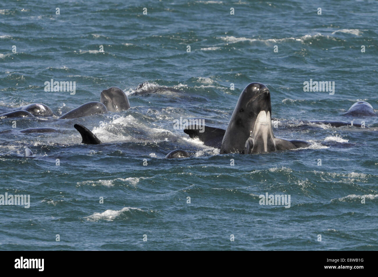 La ballena piloto de aleta larga - Globiocephala melena Foto de stock