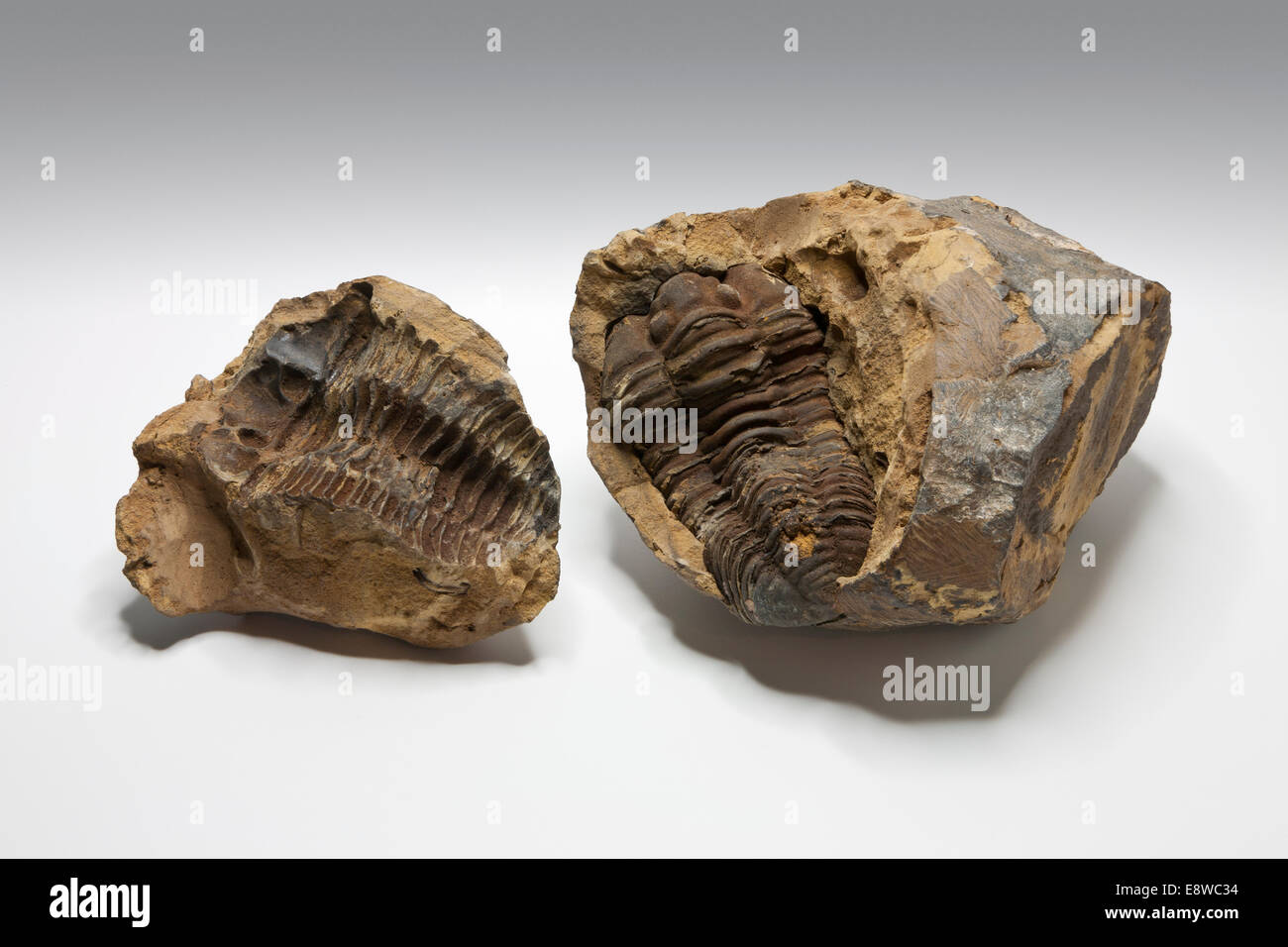 Solo fósil de trilobites de Marruecos contra un fondo gris claro liso Foto de stock
