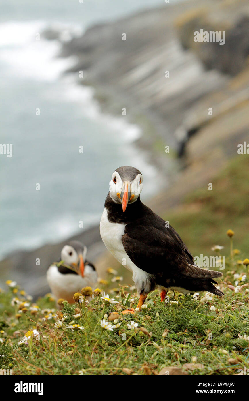 Puffin frailecillos aves marinas aves marinas Foto de stock