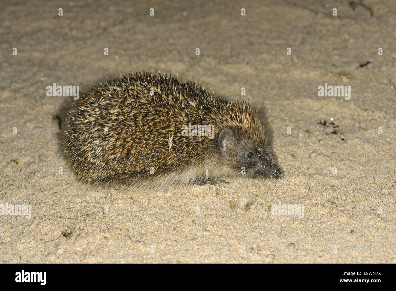 Erizo Erinaceus europaeus en la playa, Islas de Scilly longitud 23-27cm principalmente animal nocturno, protegido por espinas (modificado Foto de stock