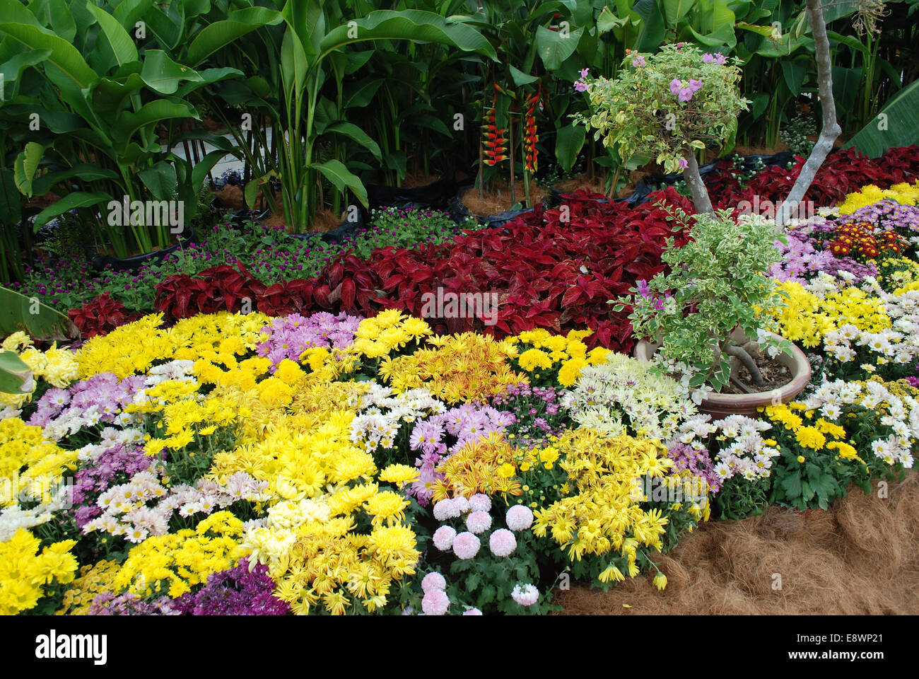 Surtido de flores tropicales en jardín parquizado Foto de stock