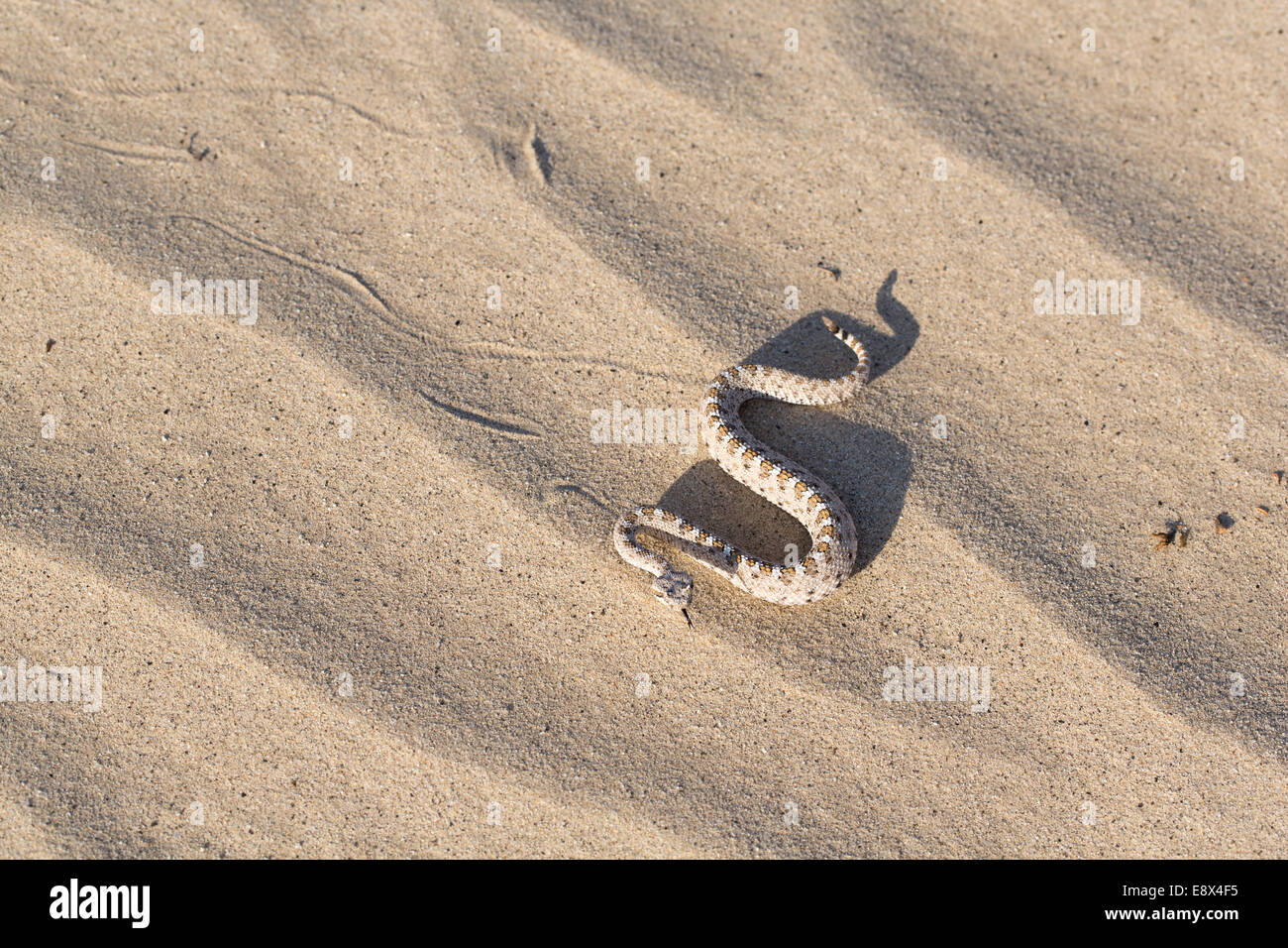 Sidewinder, Crotalus cerstastes, Desierto Anza-Borrego, California Foto de stock