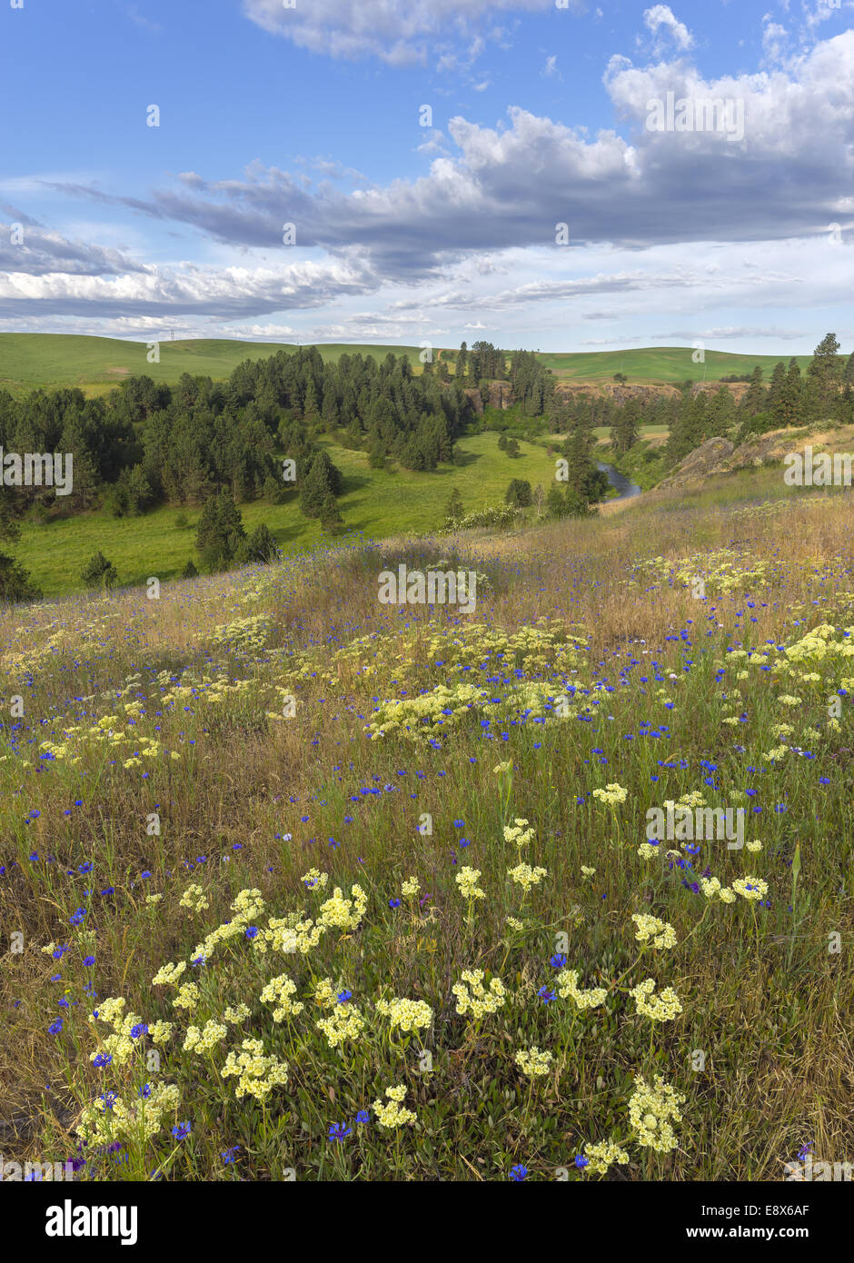 El Palouse, Whitman County, WA: Alforfón (Eriogonum heracleoides) y botones de bachiller (Centaurea cyanus) en una pradera abierta Foto de stock