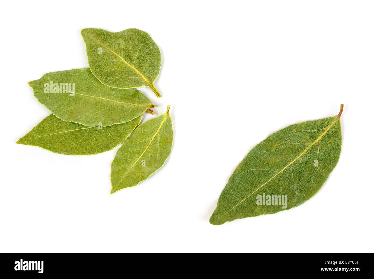 hoja de laurel Fotografía de stock Alamy