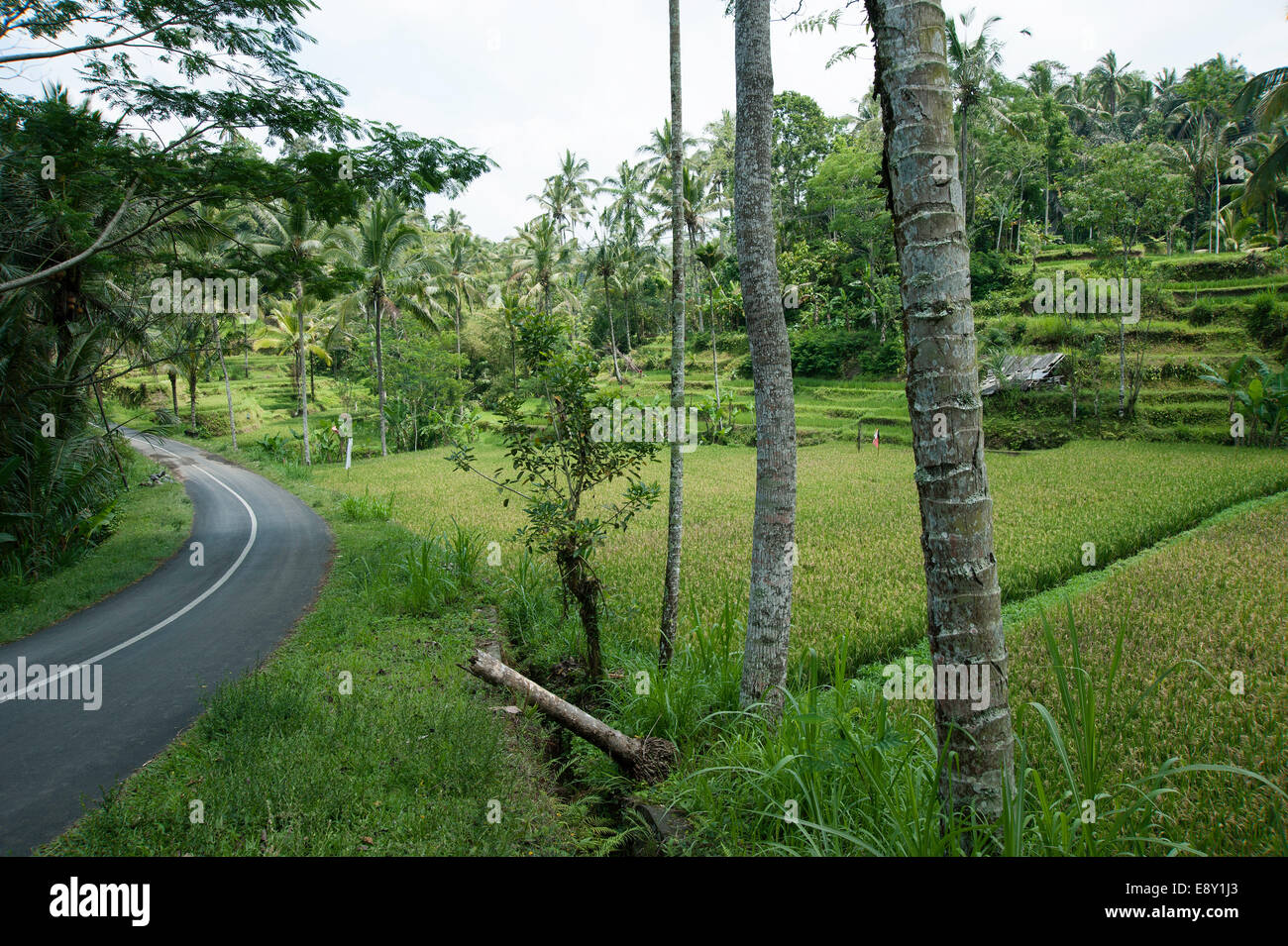 Carretera cerca de Ubud, Bali. Foto de stock