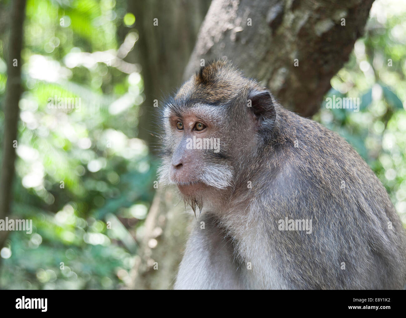 Monkey Forest, Bali. Foto de stock