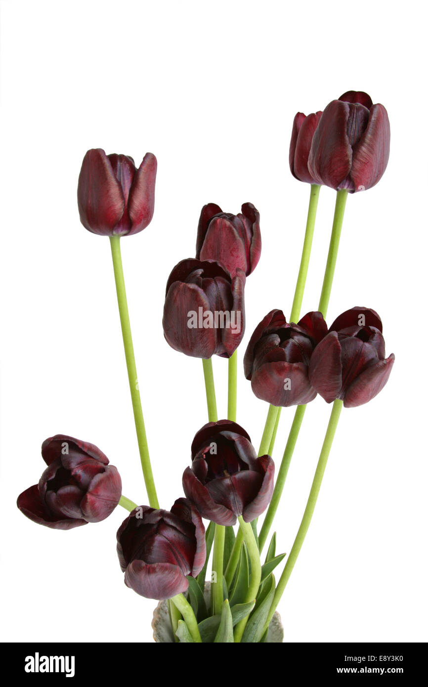 Ramo de tulipanes negros Fotografía de stock - Alamy
