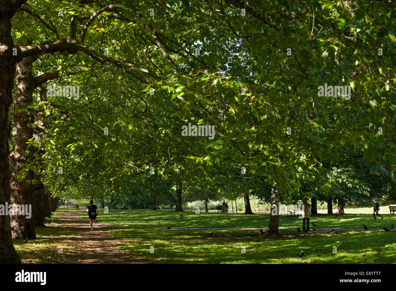 Hombre Footing bajo un dosel de hojas de árboles que bordean a pie de jaula de perico, St James's Park, Londres, Inglaterra Foto de stock