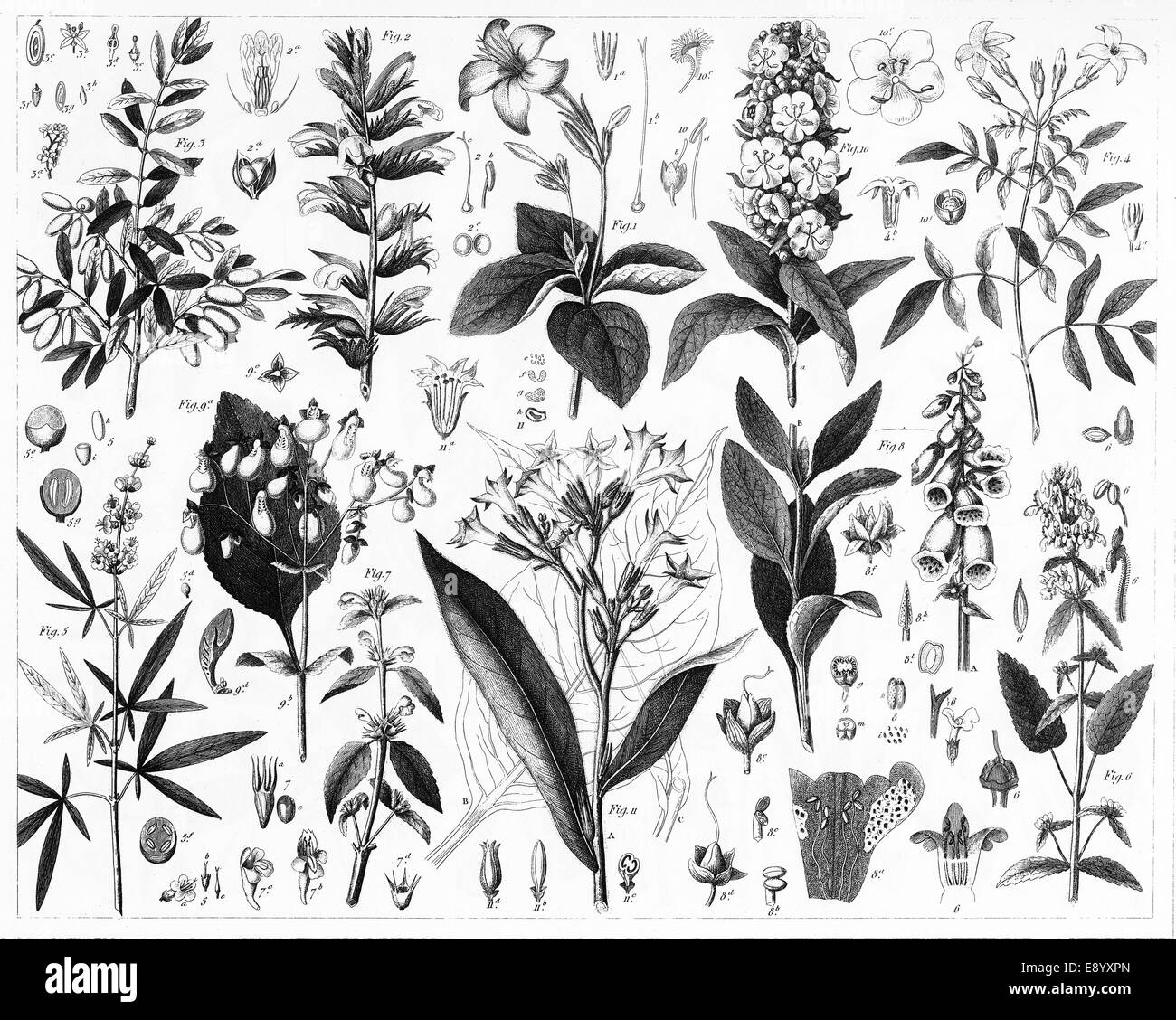 Grabado ilustraciones de oliva, verbena, menta, Figwort, y Familias de Nightshade Enciclopedia iconográfica de la ciencia. Foto de stock