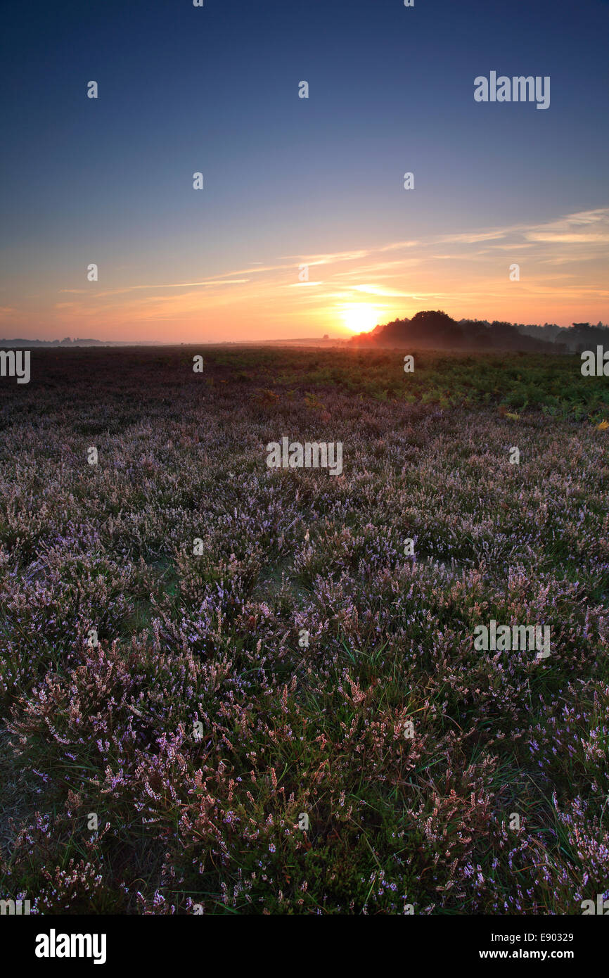 Misty amanecer; Ocknell normal, Parque Nacional de New Forest, el condado de Hampshire, Inglaterra, Gran Bretaña, REINO UNIDO Foto de stock