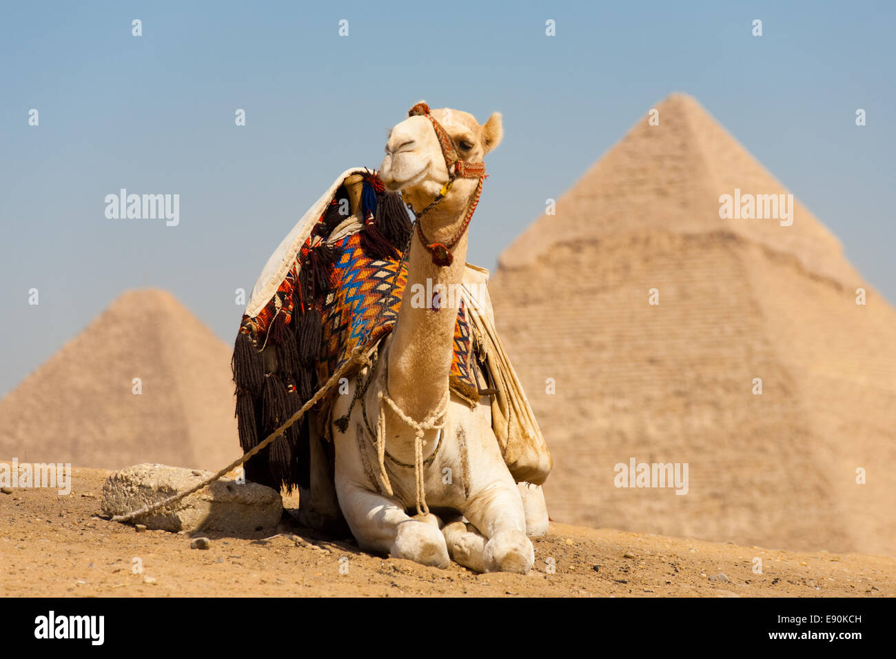 Camello blanco descansando pirámides Keops Foto de stock