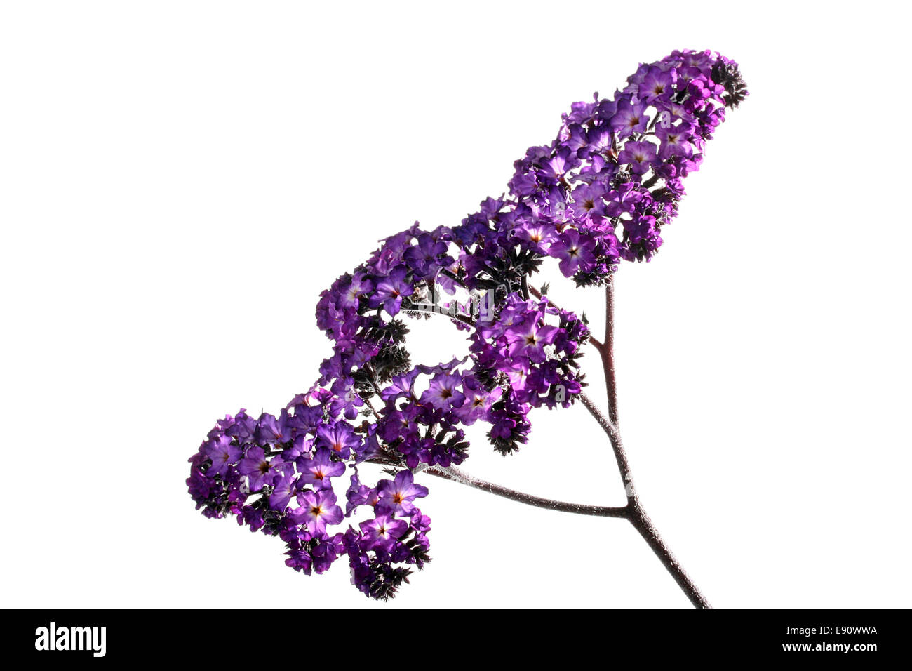 Flores lilas Foto de stock