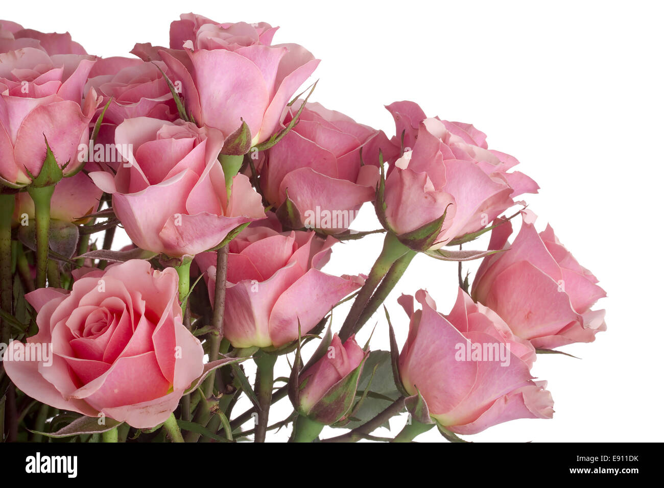 Rosas rosadas Foto de stock