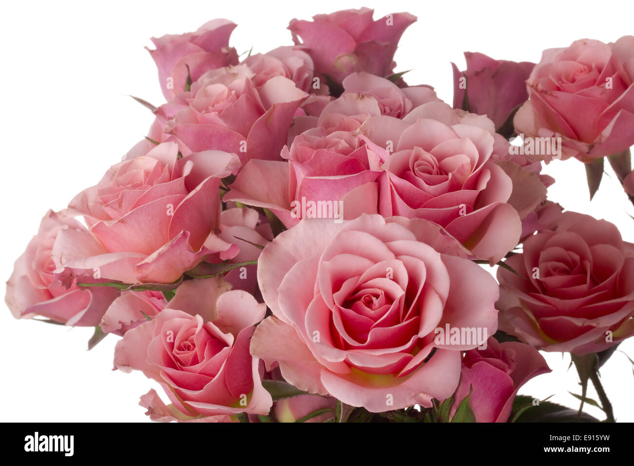 Rosas rosadas Foto de stock