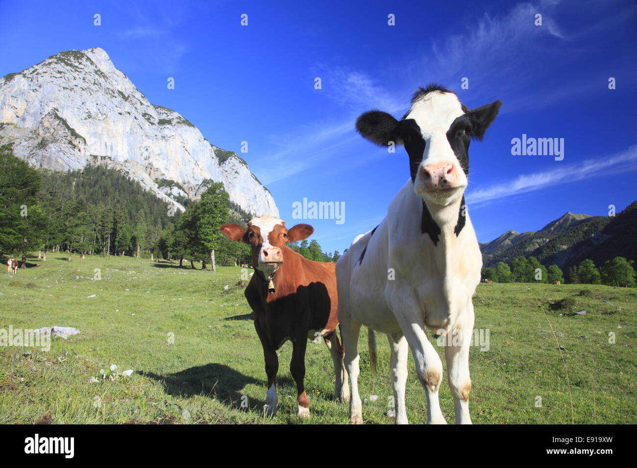 Vacas graciosas fotografías e imágenes de alta resolución - Alamy