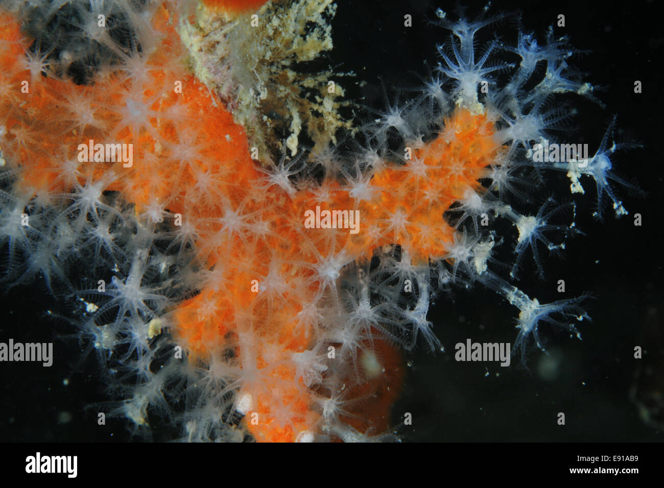 Colonia de dedos del hombre muerto coral blando con pólipos blancos extendidos. Foto de stock