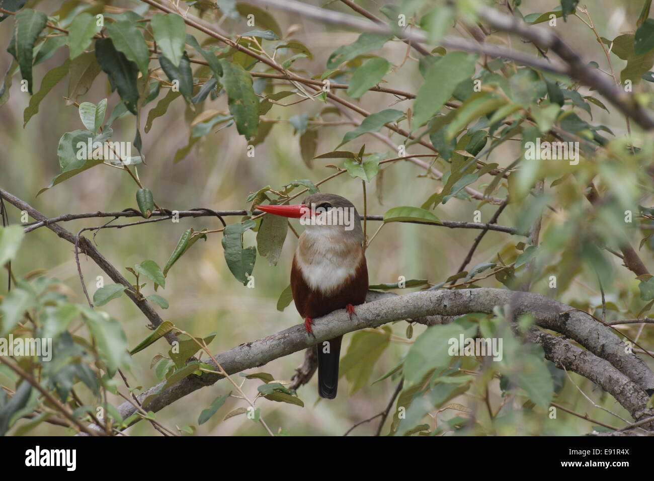 Kingfisher de cabeza gris Foto de stock