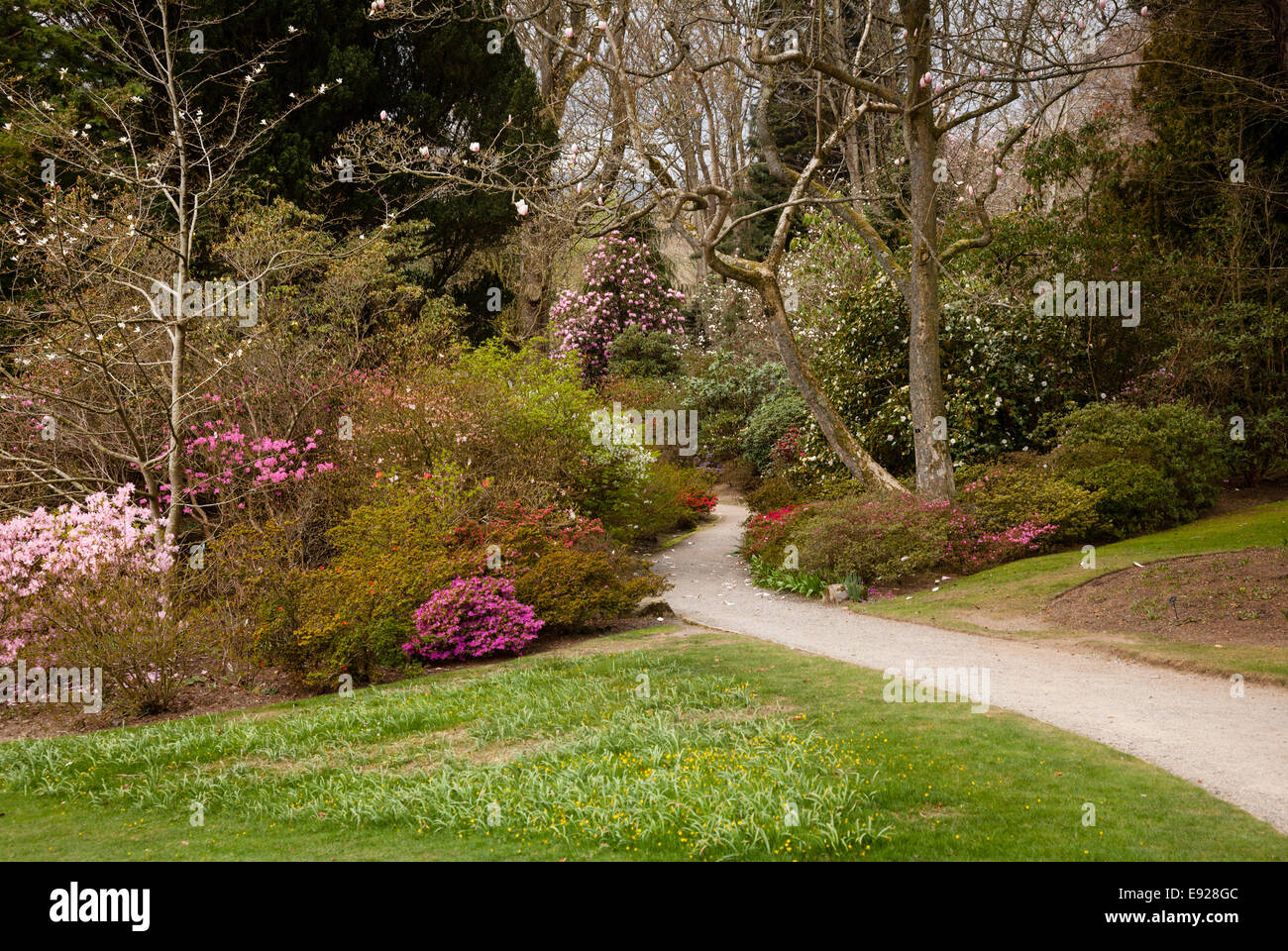 Camino del jardín entre los arbustos de azaleas Foto de stock