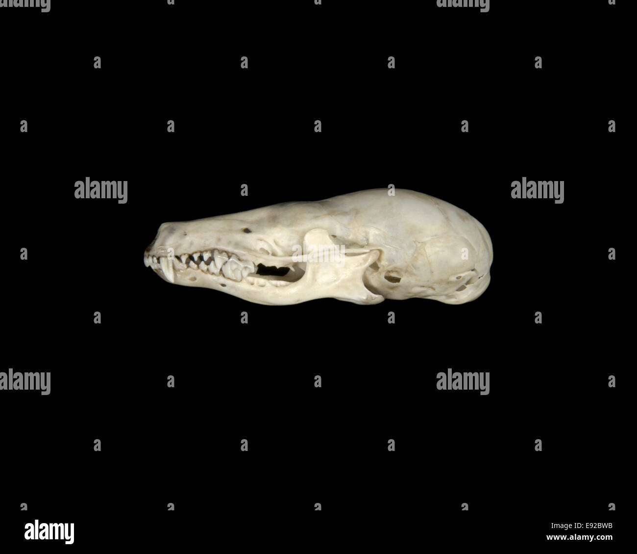 Cráneo - topo Talpa europaea Foto de stock