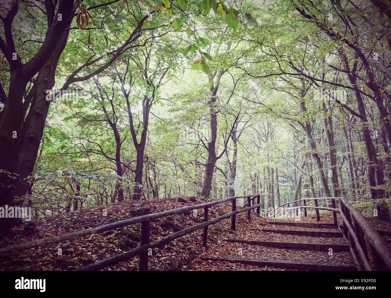 Vintage Retro imagen filtrada del sendero de madera en los bosques. Foto de stock