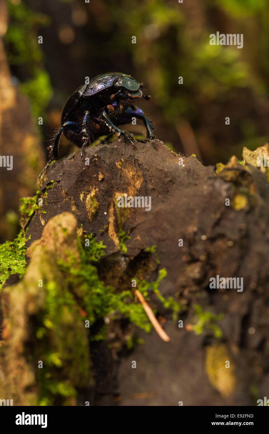 Escarabajos del estiércol (Anoplotrupes stercorosus) Foto de stock