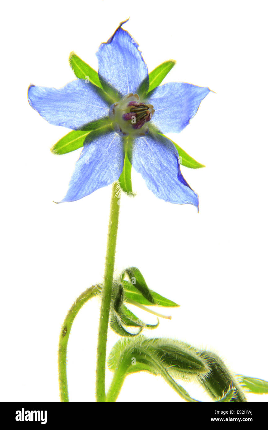 Flor de borraja (Borago officinalis - Foto de stock