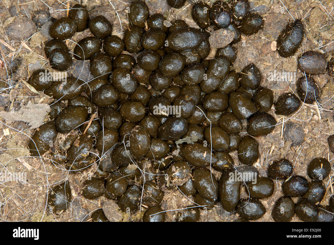 Goat excrement fotografías e imágenes de alta resolución Alamy